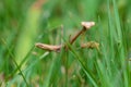 Praying mantis walking in grass