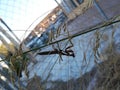 Praying mantis walking upside down on a herb