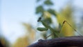 Praying mantis walking on vines