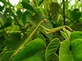 The praying mantis was waiting for its prey on the green leaves Royalty Free Stock Photo