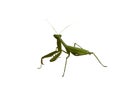 Praying Mantis on White