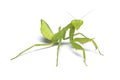 A praying mantis on white background