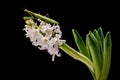 Praying mantis on white flower Royalty Free Stock Photo