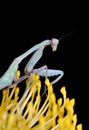 Praying mantis on yellow flower Royalty Free Stock Photo