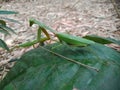 Praying mantises are cannibalistic insects and praying mantises can turn their heads 180 degrees