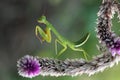 Praying Mantis on Flower Royalty Free Stock Photo