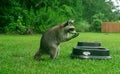 Praying Momma Raccoon