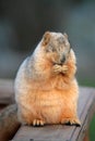 Praying Squirrel Royalty Free Stock Photo