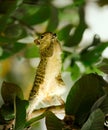 Praying squirrel on tree