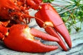 Pre-boiled crayfish Royalty Free Stock Photo