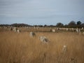 Pre celtic Carnac standing granite stones menhir megalith monolith rock alignment row Brittany France Europe Royalty Free Stock Photo