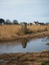 Pre celtic Carnac standing granite stones menhir megalith monolith rock alignment row Brittany France Europe Royalty Free Stock Photo