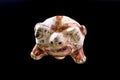 Pre Columbian Turtle Rattle Royalty Free Stock Photo