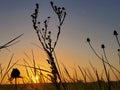 Pre dawn sunrise South Texas prairie Royalty Free Stock Photo