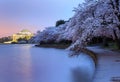 Pre-Dawn Tidal Basin Cherry Blossoms and Monument Royalty Free Stock Photo