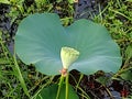 Pre-flower lily pad Royalty Free Stock Photo