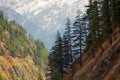 Pre-Himalayas forest consists of Himalayan cedar Royalty Free Stock Photo