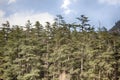 Pre-Himalayas forest consists of Himalayan cedar Royalty Free Stock Photo