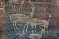 Pre-Historic Antelope carving, Aswan, Egypt
