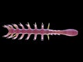 A pre-historic marine creature - hallucigenia