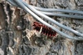 Pre-Pupal Caterpillar, Hungund, Karnataka Royalty Free Stock Photo