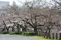 Pre Sakura at Yamazakigawa Riverside