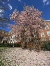 The Pre Spring Magnolia Blossoms Shedding in Washington DC Royalty Free Stock Photo