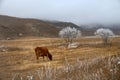 Pre-winter and frost-covered pastures Royalty Free Stock Photo