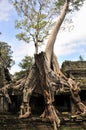 Preah Khan in Angkor Wat