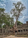 Preah Khan Tree Temple - A massive tree with sprawling roots intertwined with the ancient stone ruins of Preah Khan temple under a Royalty Free Stock Photo