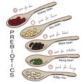 Prebiotics of bean info graphic chart