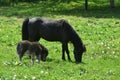 Precious Black Mini Mare Horse with It`s Baby in a Field Royalty Free Stock Photo