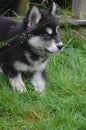 Precious Black and White Two Month Old Alusky Puppy