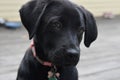 Precious Face of a Black Lab Puppy Dog