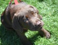 Precious Face of a Chocolate Labrador Puppy Dog