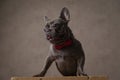 Precious french bulldog dog with bowtie looking to side and sticking out tongue Royalty Free Stock Photo