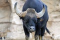 Precious Gaur Bos gaurus, also called seladang or Indian bison Royalty Free Stock Photo