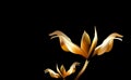 Precious Golden flower in hour of dawn. Lily delicate and fragile at Golden hours.