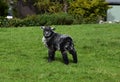 Precious Grey and Black Wooly Lamb in a Field Royalty Free Stock Photo