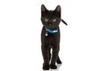 Precious little black metis cat with blue collar standing in studio