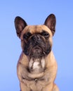 precious little frenchie dog looking forward and sitting on purple background