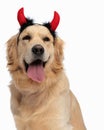 precious little golden retriever dog with devil horns sticking out tongue Royalty Free Stock Photo