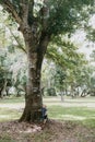 Precious Little Toddler Boy Dressed Up in the Outdoors Forest Park for Portraits in Autumn by Big Natural Tree Having Excited Fun Royalty Free Stock Photo