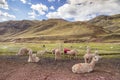 Precious llamas in the Peruvian Andes