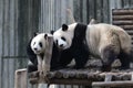 Giant Panda in Chengdu, China