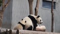 Precious Moment of Mother Panda and her cub, Wolong Panda Base, China