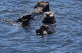 Precious Pair of Playful Sea Otters in Morro Bay Royalty Free Stock Photo