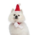 Precious pomeranian puppy with christmas hat and scarf