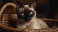 A Siamese kitten sitting in a basket looking cute and curious created with Generative AI