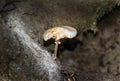 Strange Wild Mushrooms in a trunk tree in the wood